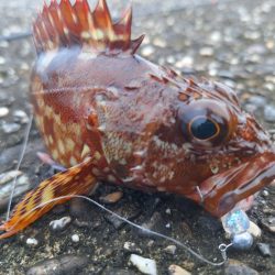 ロックフィッシュ釣行