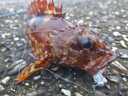 ロックフィッシュ釣行