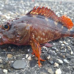 ロックフィッシュ釣行