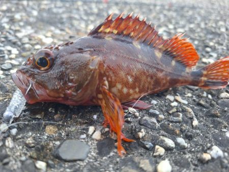 ロックフィッシュ釣行