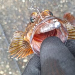 ロックフィッシュ釣行