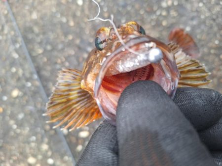 ロックフィッシュ釣行