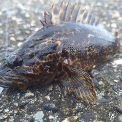 ロックフィッシュ釣行