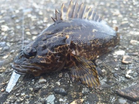 ロックフィッシュ釣行