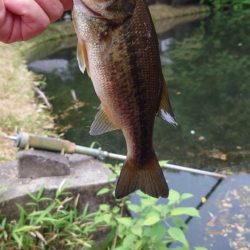 今日もトップで