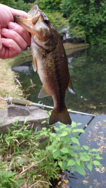 今日もトップで