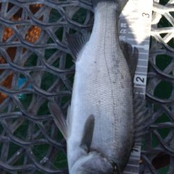 久々の狙いの魚種釣果に笑