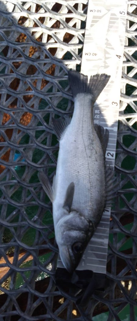 久々の狙いの魚種釣果に笑