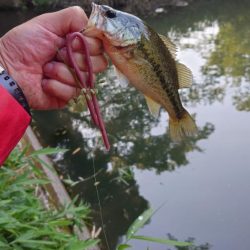 ロングワーム！