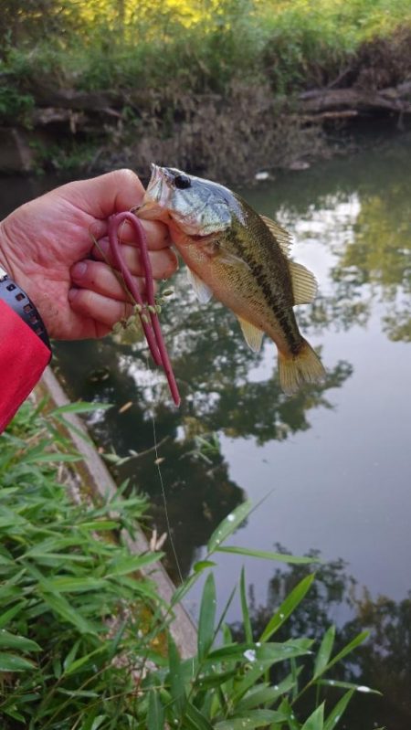 ロングワーム！