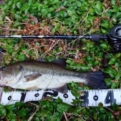 サイトで仕留めた!