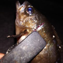 梅雨メバル調査