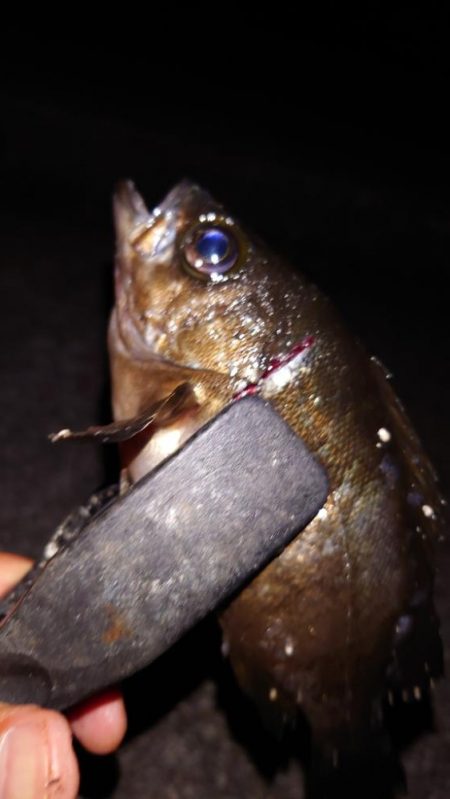 梅雨メバル調査