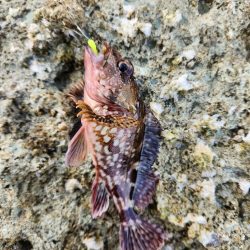 久しぶりのヤーツ！