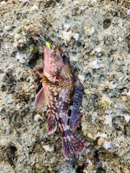 久しぶりのヤーツ！