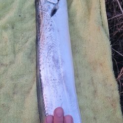 何とか釣れたオフシーズン太刀魚