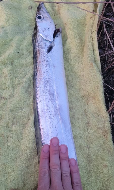 何とか釣れたオフシーズン太刀魚