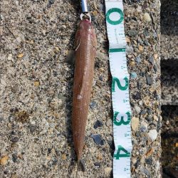 渋い中何とか1匹