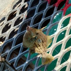 ２週間ぶりのカワハギ釣り