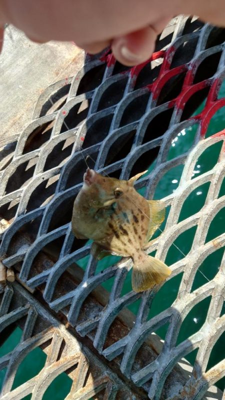 ２週間ぶりのカワハギ釣り