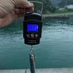 マズメのヒット