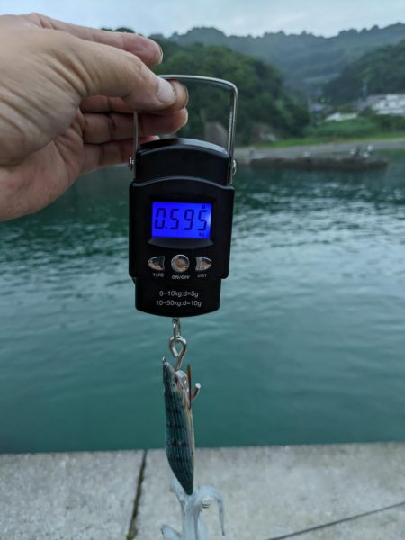 マズメのヒット