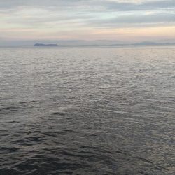 カマス再チャレンジ