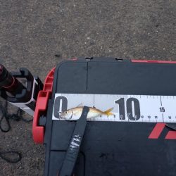 泉大津　アジ釣果