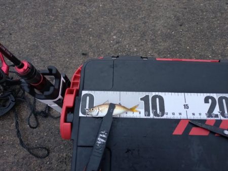 泉大津　アジ釣果