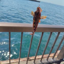 子供達と行くも撃沈