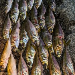 激渋→少し回復？