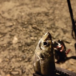 アジ食べたくて