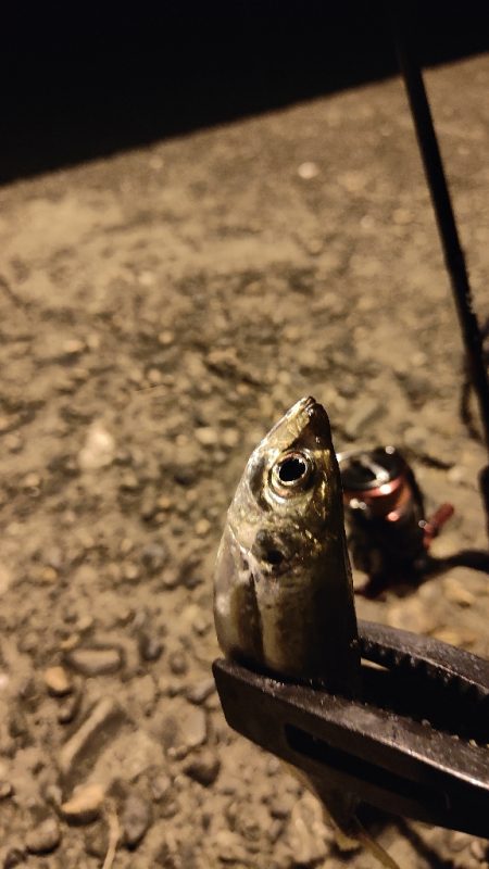 アジ食べたくて