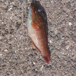 アジ探し@下津周辺