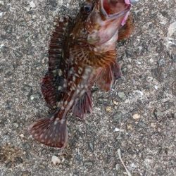 アジ探し@りんくう