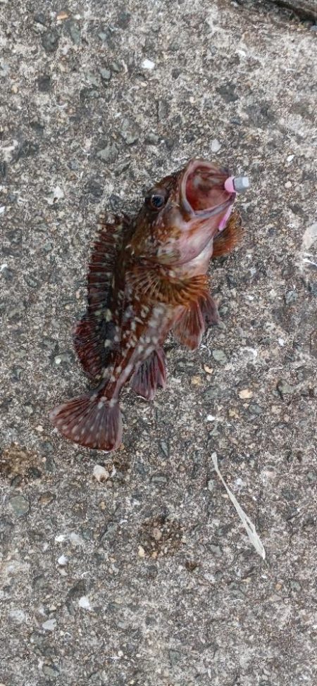 アジ探し@りんくう