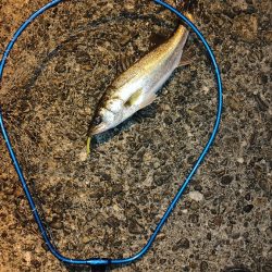 梅雨入り前の釣行