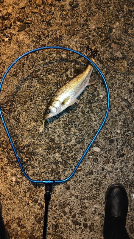 梅雨入り前の釣行