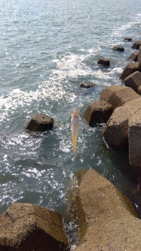 高砂港のキス釣り