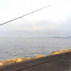苅屋海岸のキス釣り