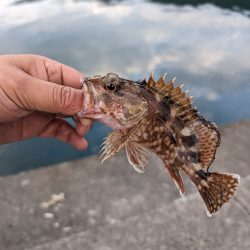 陸っぱり釣行記