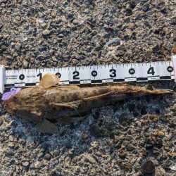 陸っぱり釣行記