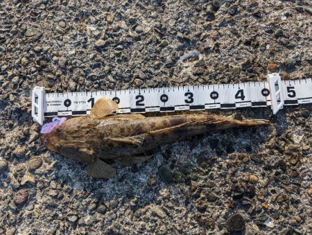 陸っぱり釣行記