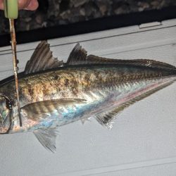 ギガアジ混じりで入れ食い