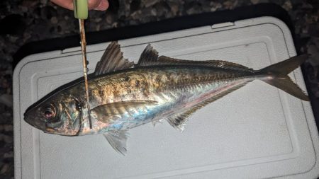 ギガアジ混じりで入れ食い