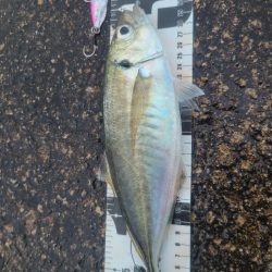 ｼﾞｸﾞｱｼﾞ