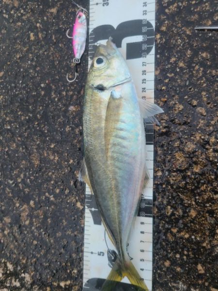 ｼﾞｸﾞｱｼﾞ