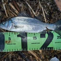 日が暮れてヒラセイゴ釣れる。