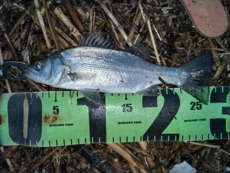 日が暮れてヒラセイゴ釣れる。