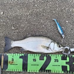 夕マズメ短時間釣行。